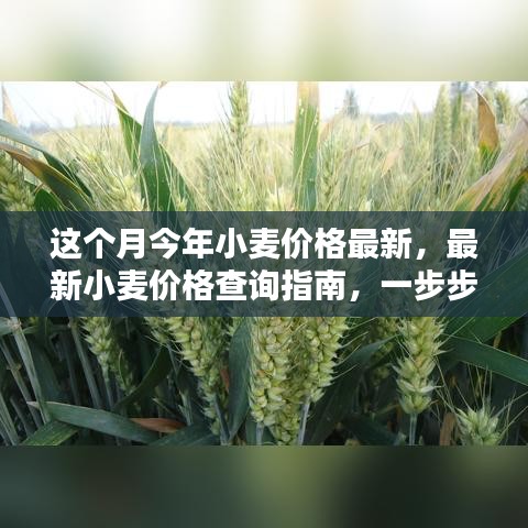 最新小麥價格查詢指南，教你如何獲取本月今年小麥價格信息