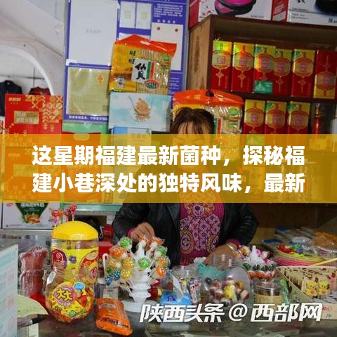 福建小巷深處的獨(dú)特風(fēng)味，最新菌種小店之旅探秘記