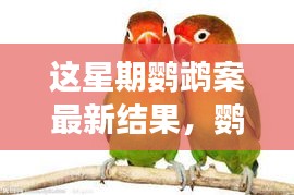 鸚鵡案最新進(jìn)展揭秘，心靈覺醒的自然之旅與微笑結(jié)局