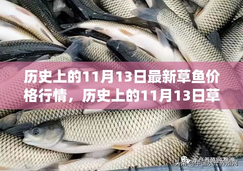 歷史上的草魚行情，揭秘11月13日的草魚價格與市場走勢分析