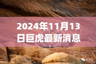 巨虎躍新天，學(xué)習(xí)力量與自信之光的蛻變——2024年11月13日最新消息