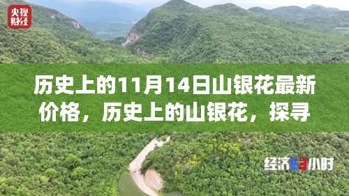 探尋山銀花價格變遷背后的故事與影響，歷史上的最新價格回顧（11月14日）