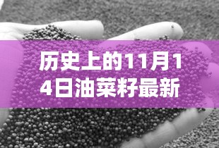 歷史上的11月14日油菜籽價格行情解析及查詢指南，最新行情與查詢步驟全解析