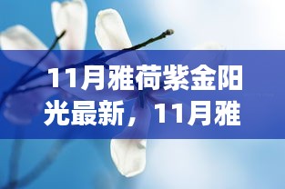 11月雅荷紫金陽光下的勵(lì)志蛻變，自信、成就與正能量并行不悖的旅程