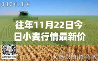 11月22日小麥行情深度解析，最新價(jià)格與市場影響力回顧