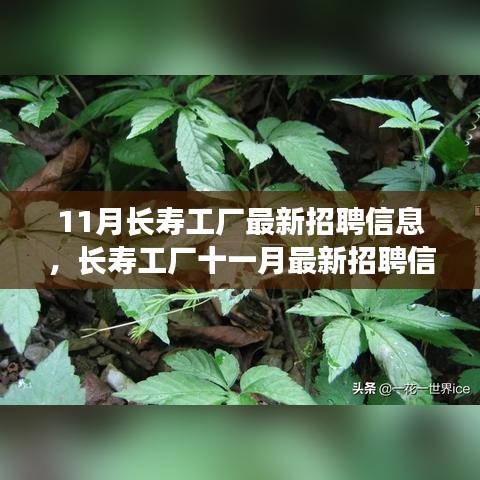 11月長壽工廠最新招聘信息詳解，如何順利應聘長壽工廠并提升競爭力？