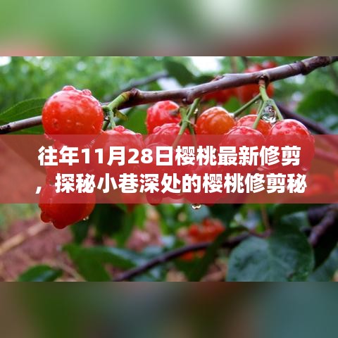 探秘櫻桃修剪秘境，揭秘11月28日修剪技藝的奇妙之旅