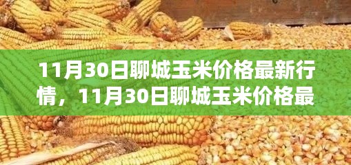 掌握聊城玉米最新行情，解析11月30日玉米價(jià)格動(dòng)態(tài)及應(yīng)對策略