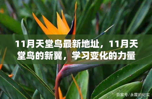 11月天堂鳥新翼展翅，學習變化力量，自信翱翔人生藍天