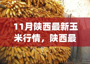 陜西玉米最新行情分析，市場動(dòng)態(tài)、趨勢(shì)展望與行情解讀