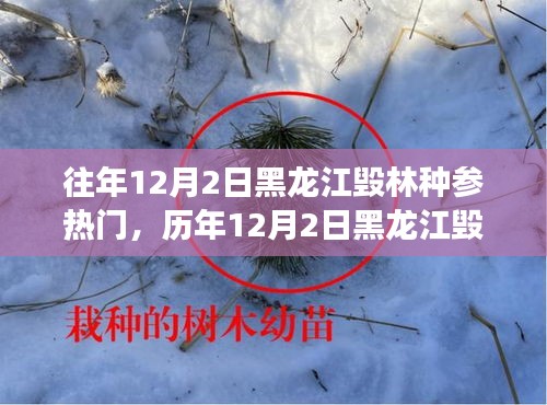 黑龍江毀林種參事件回顧，探尋背后的故事與啟示，歷年12月2日熱門(mén)事件聚焦