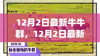 探索潮流社交新領(lǐng)地，最新牛牛群集結(jié)