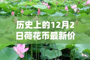 小紅書帶你穿越金融時光，歷史上的荷花幣最新價格表（12月2日版）