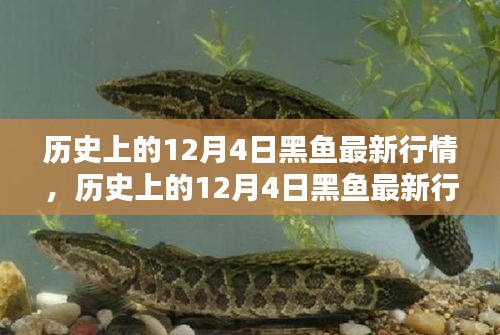 歷史上的12月4日黑魚行情深度解析，特性、體驗、競品對比與用戶群體分析