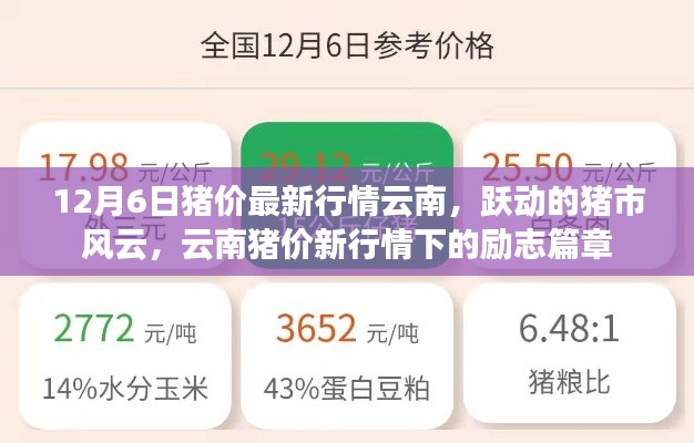 云南豬價(jià)最新動態(tài)，市場風(fēng)云涌動，豬市勵(lì)志篇章開啟
