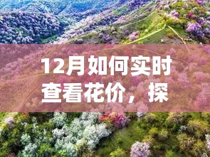 探秘小巷深處的花之秘境，揭秘十二月實時鮮花價格查看指南