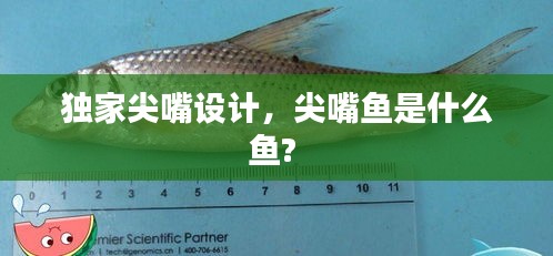 獨家尖嘴設(shè)計，尖嘴魚是什么魚? 