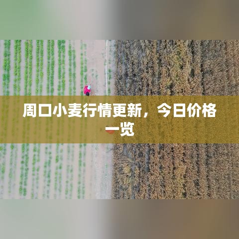 周口小麥行情更新，今日價格一覽