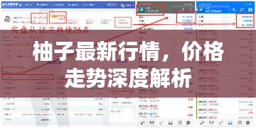 柚子最新行情，價格走勢深度解析