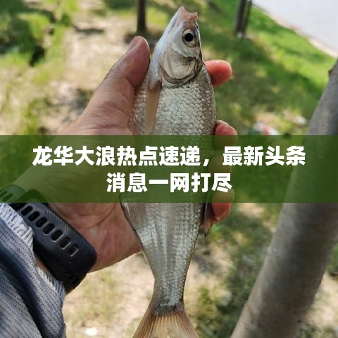 龍華大浪熱點(diǎn)速遞，最新頭條消息一網(wǎng)打盡