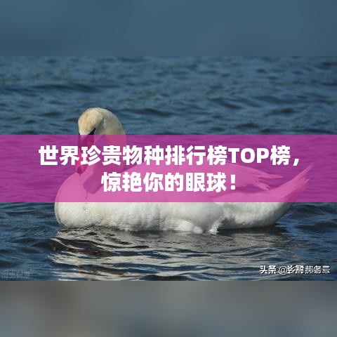 世界珍貴物種排行榜TOP榜，驚艷你的眼球！