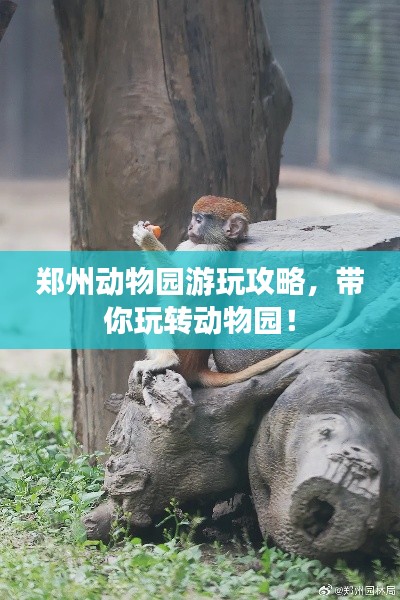 鄭州動物園游玩攻略，帶你玩轉(zhuǎn)動物園！