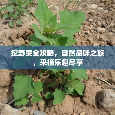 挖野菜全攻略，自然品味之旅，采摘樂趣盡享