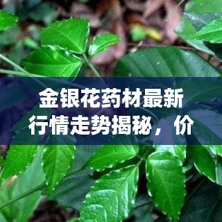 金銀花藥材最新行情走勢揭秘，價格動態(tài)與市場趨勢分析