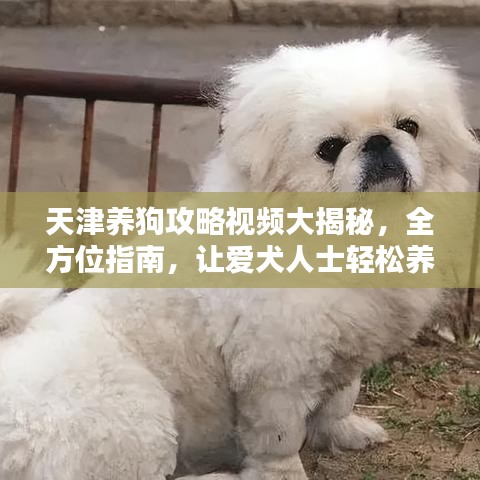 天津養(yǎng)狗攻略視頻大揭秘，全方位指南，讓愛犬人士輕松養(yǎng)寵！