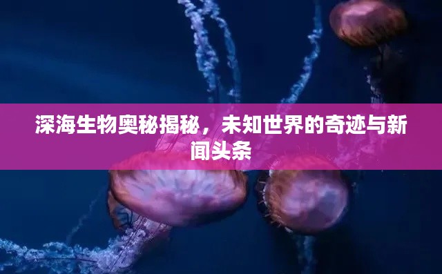 深海生物奧秘揭秘，未知世界的奇跡與新聞頭條