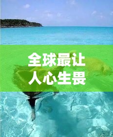 全球最讓人心生畏懼的海豹排名大揭秘！