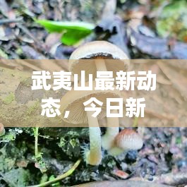 武夷山最新動態(tài)，今日新聞速遞