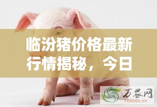 臨汾豬價(jià)格最新行情揭秘，今日走勢分析與預(yù)測