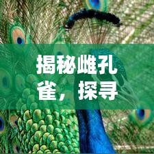 揭秘雌孔雀，探尋百度下的神秘生物世界