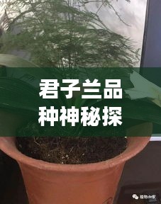 誠聘英才 第5頁