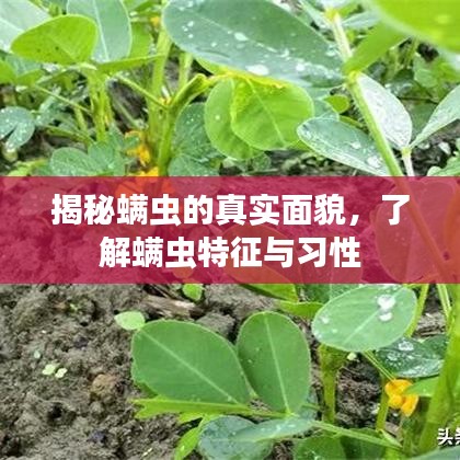 揭秘螨蟲的真實(shí)面貌，了解螨蟲特征與習(xí)性