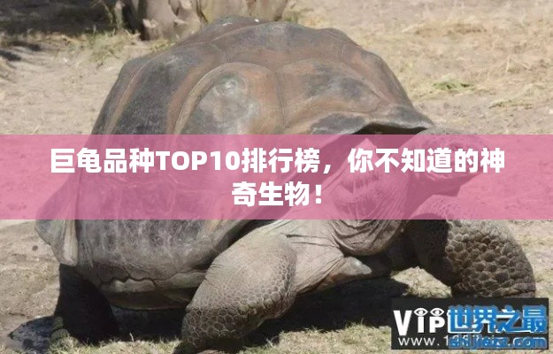 巨龜品種TOP10排行榜，你不知道的神奇生物！