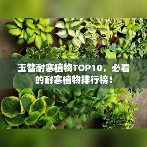 玉簪耐寒植物TOP10，必看的耐寒植物排行榜！