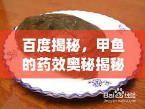 百度揭秘，甲魚的藥效奧秘揭秘！