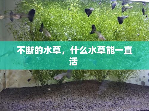 不斷的水草，什么水草能一直活 